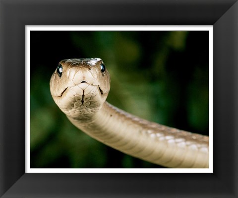 Framed Black Mamba Snake Print