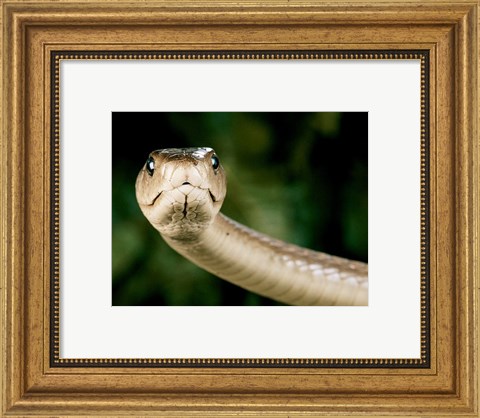 Framed Black Mamba Snake Print