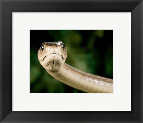 Framed Black Mamba Snake Print