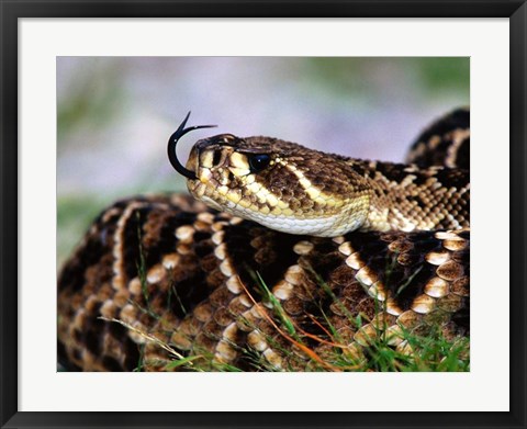 Framed Snake Tongue Print