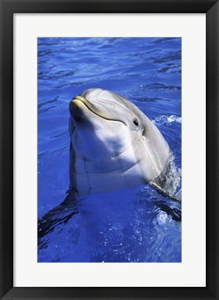 Framed Dolphin - head out of the water Print