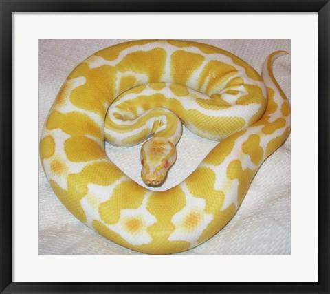 Framed Albino Ball Python Print