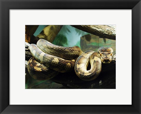 Framed Amethystine Python Print