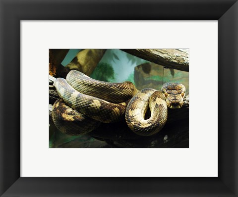 Framed Amethystine Python Print