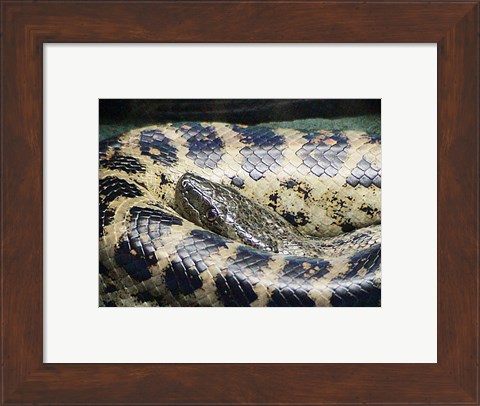 Framed Anaconda Print