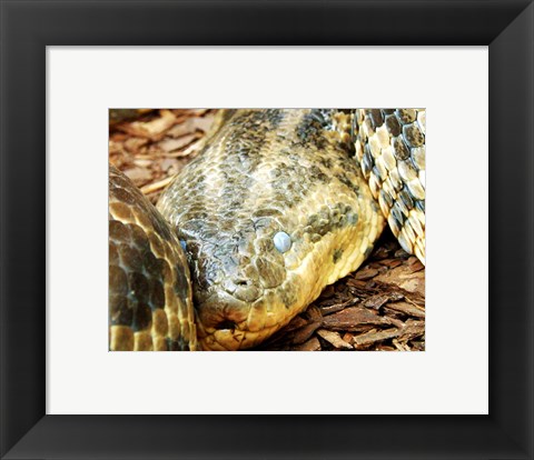 Framed Anaconda Head Print