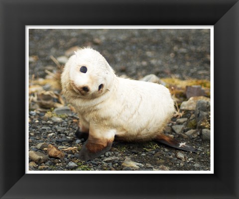 Framed Baby Fur Seal, South Georgia Print