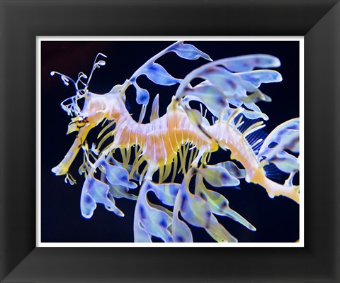 Framed Sea Horse swimming Print