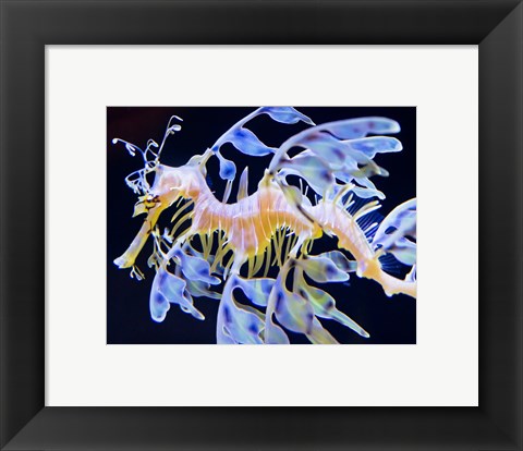 Framed Sea Horse swimming Print