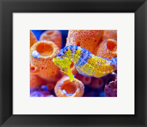 Framed Birch Aquarium Print