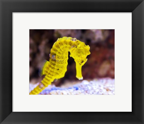 Framed Birch Aquarium Print