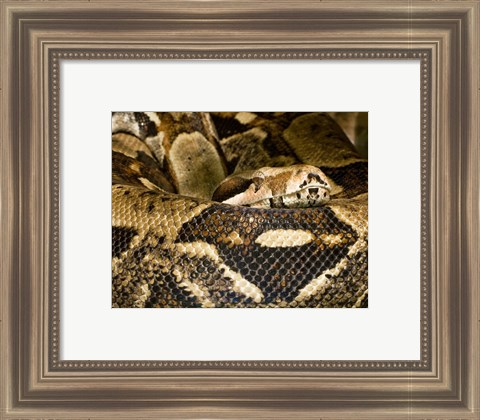 Framed Boa Constrictor Print