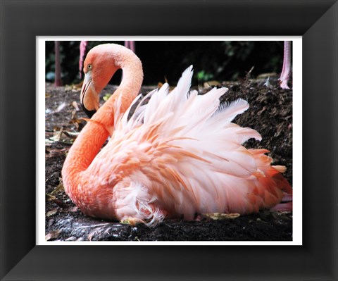 Framed Broedende Rode Flamingo Print