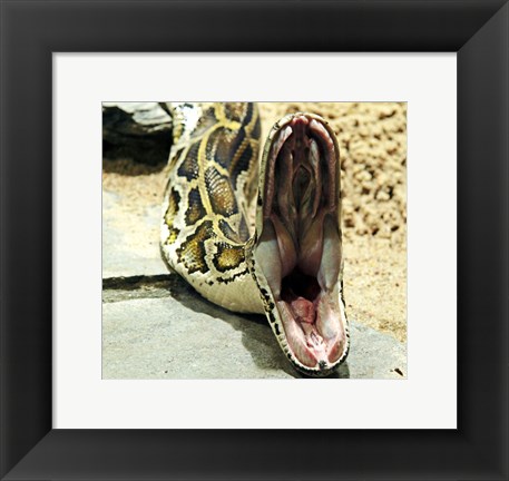 Framed Burmese Python Print