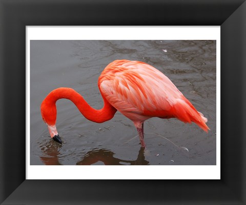 Framed Caribbean Flamingo at Slimbridge Arp Print