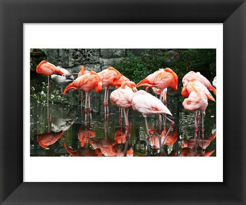 Framed Caribbean Flamingo Phoenicopterus Ruber Print