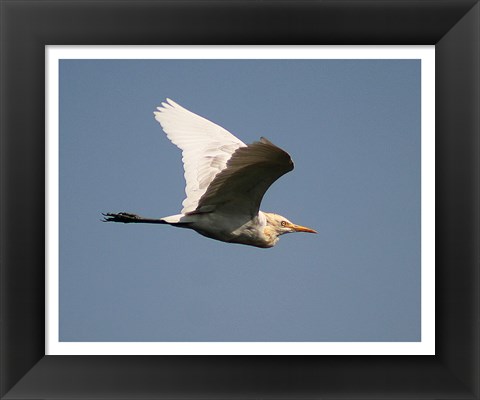 Framed Cattle Egret Print