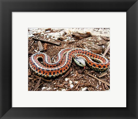 Framed Coast Garter Snake Print