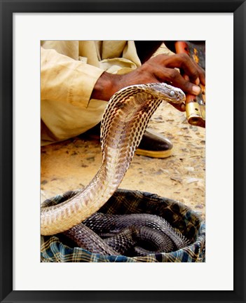 Framed Cobra in Basket Print