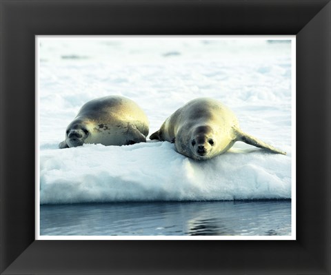 Framed Crabeater Seals Print