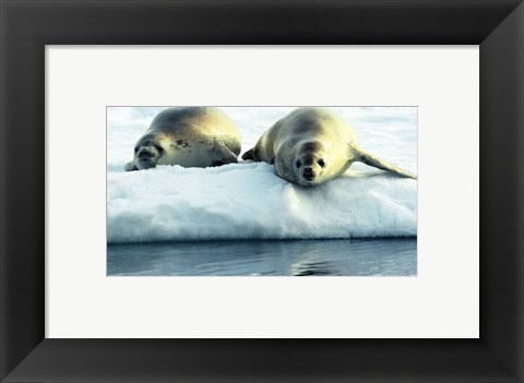 Framed Crabeater Seals Print