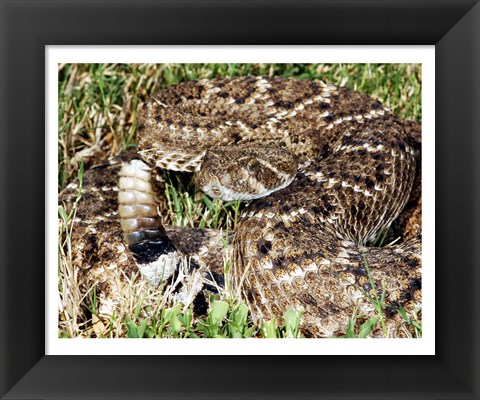 Framed Crotalus Atrox Print