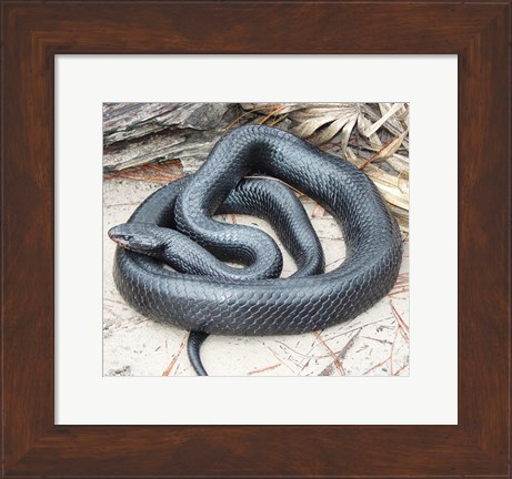 Framed Eastern Indigo Snake Print