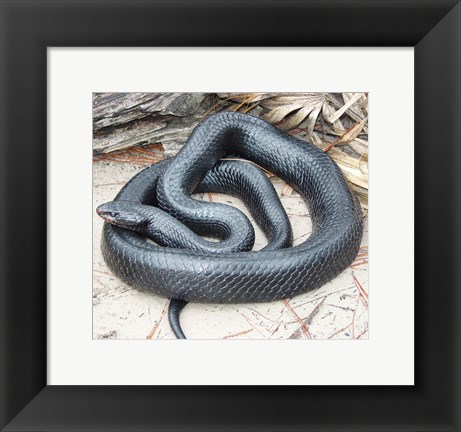 Framed Eastern Indigo Snake Print