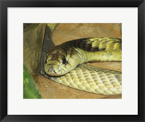 Framed Egyptian Cobra Print