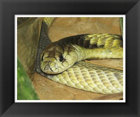 Framed Egyptian Cobra Print