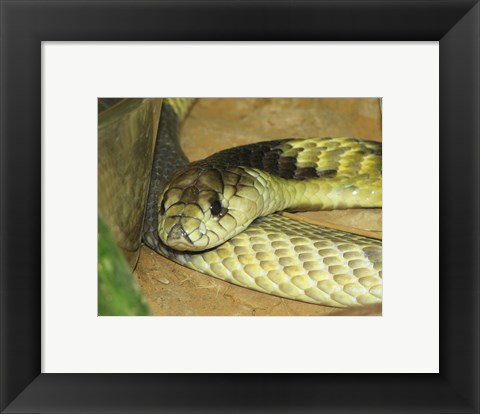 Framed Egyptian Cobra Print