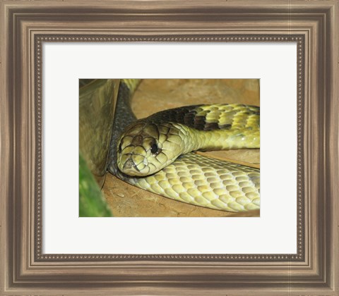 Framed Egyptian Cobra Print