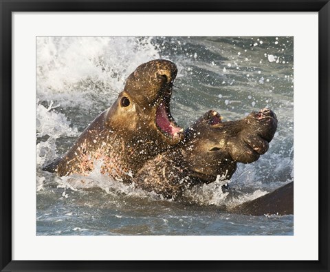 Framed Elephant Seals Fighting Print