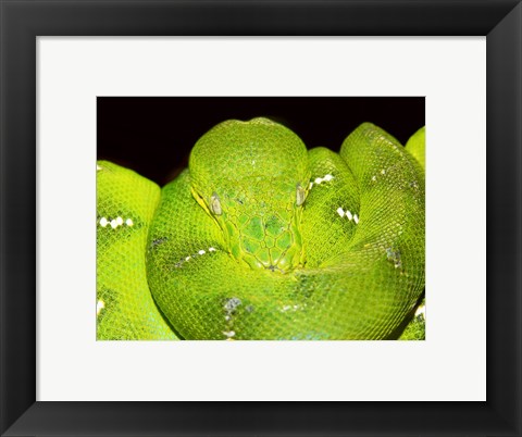 Framed Emerald Tree Boa Print