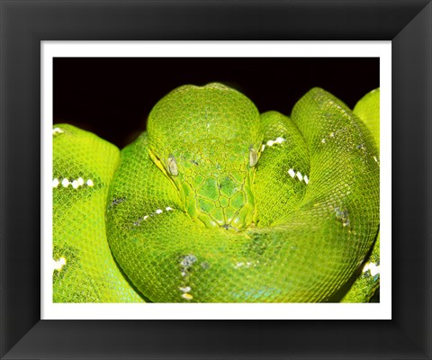 Framed Emerald Tree Boa Print