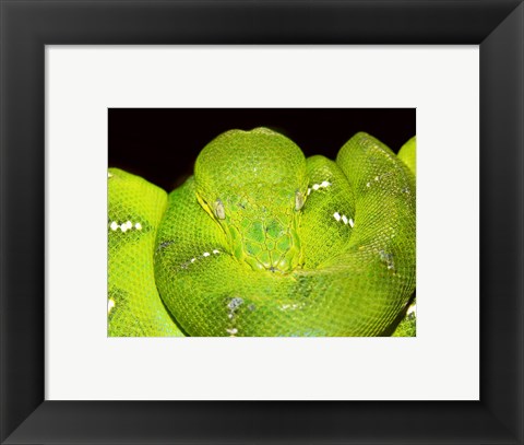 Framed Emerald Tree Boa Print