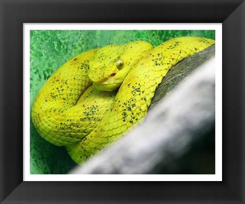 Framed Eyelash Viper Bothriechis Schlegelii Print