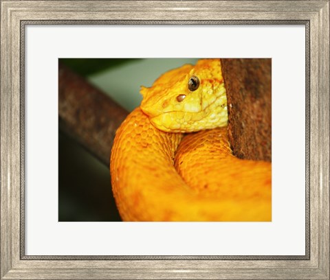 Framed Eyelash Viper Print