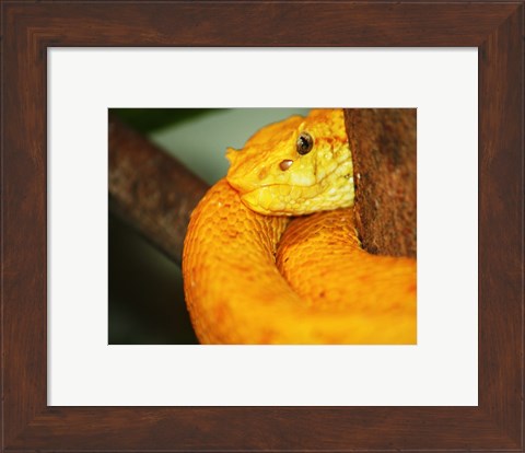 Framed Eyelash Viper Print