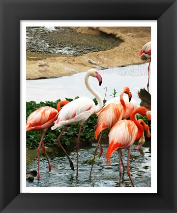 Framed Flamingos Pink and White Print