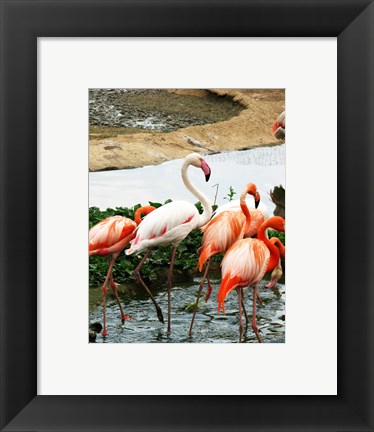 Framed Flamingos Pink and White Print