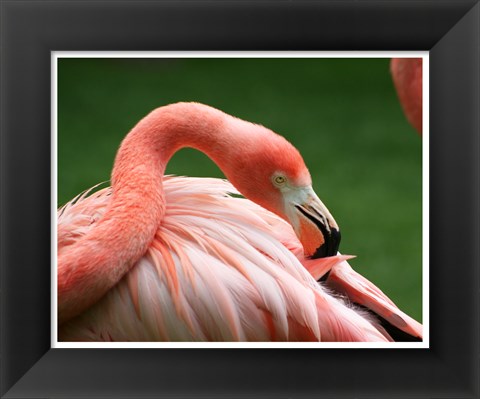 Framed Flamingo Grooming Print