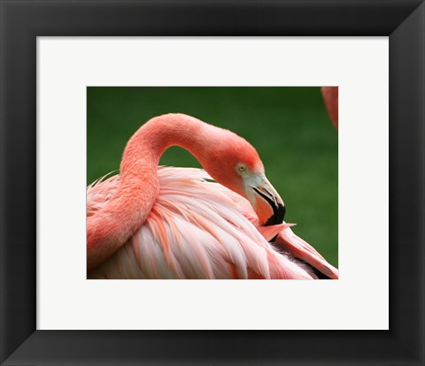 Framed Flamingo Grooming Print