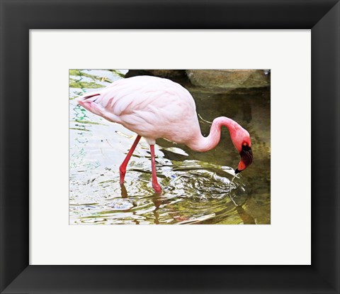 Framed Flamingo in River Print