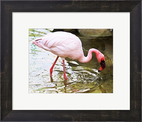 Framed Flamingo in River Print