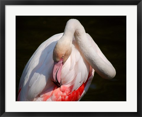 Framed Flamingo Blijdorp Print