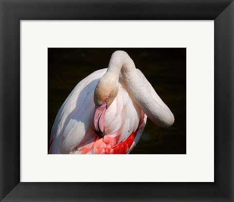 Framed Flamingo Blijdorp Print