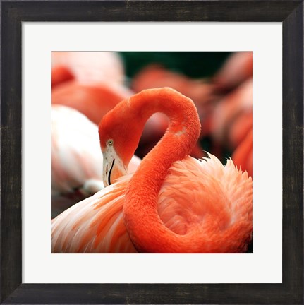 Framed Flamingo National Zoo Print