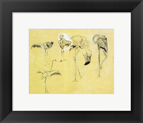 Framed Flamingo Study Print