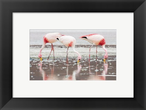 Framed Flamingos Searching for Food Print